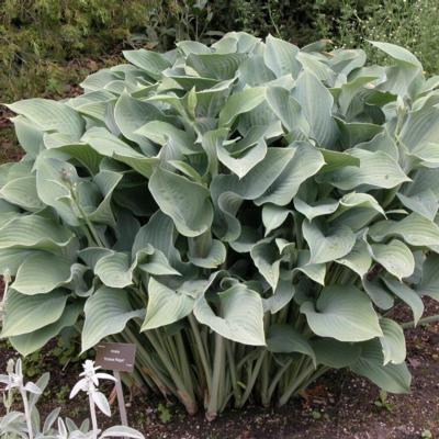 Hosta 'Krossa Regal'